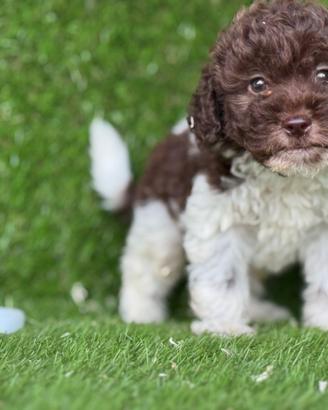 Lagotto romagnolo