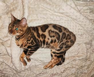 Gatto Bengala Femmina
