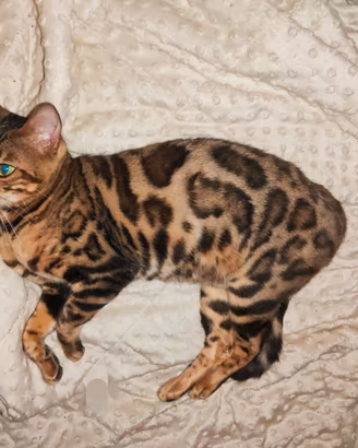 Gatto Bengala Femmina
