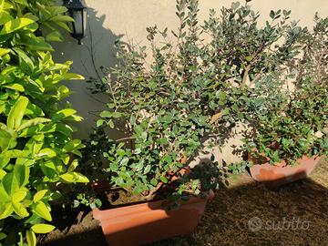 Pianta Feijoa Sellowiana o Guayabo del Brasile.