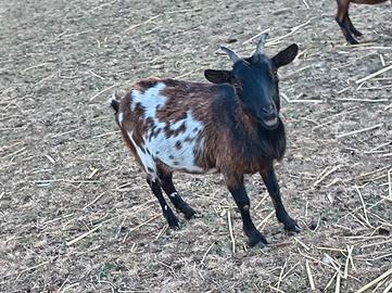 Capra nana