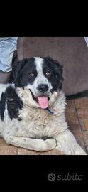 Leonardo 10 mesi incrocio landseer/maremmano