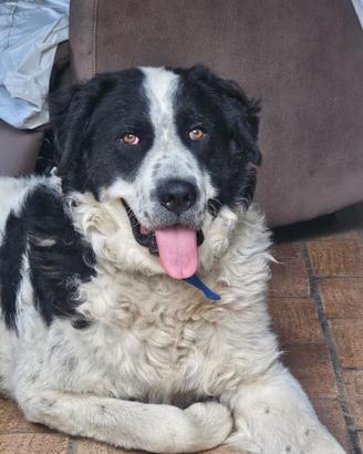 Leonardo 10 mesi incrocio landseer/maremmano