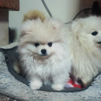 Spitz nano di Pomerania