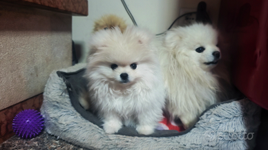 Spitz nano di Pomerania