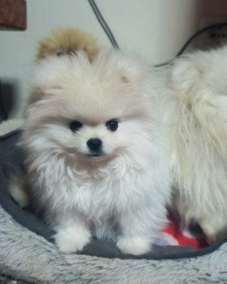 Spitz nano di Pomerania