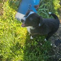 Cuccioli di border collie