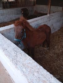 Pony