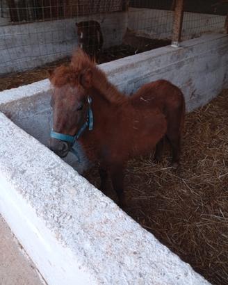 Pony