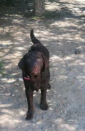 Labrador retrievers colore chocolate