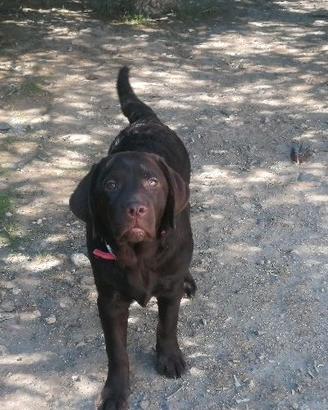 Labrador retrievers colore chocolate