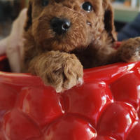 Cuccioli di Barboncino Toy