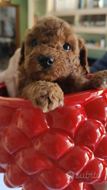 Cuccioli di Barboncino Toy