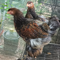 Brahma giganti