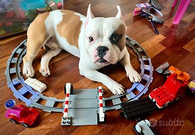 American Bully exotic