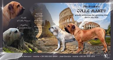 Cuccioli fila brasileiro