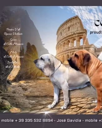 Cuccioli fila brasileiro
