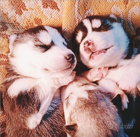 Cuccioli Di Siberian Husky