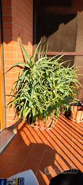 Aloe Arborescens pianta madre 10+ anni
