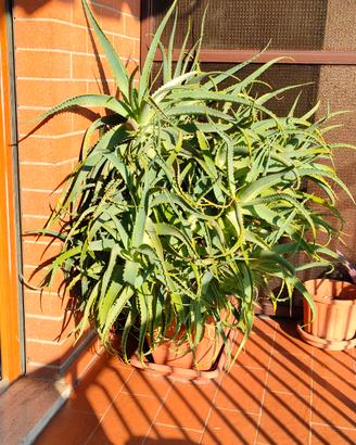 Aloe Arborescens pianta madre 10+ anni