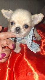 chihuahua maschietto pelo lungo Pedigree enci 