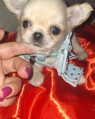 chihuahua maschietto pelo lungo Pedigree enci 