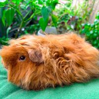 Porcellindi d'india razze pregiate