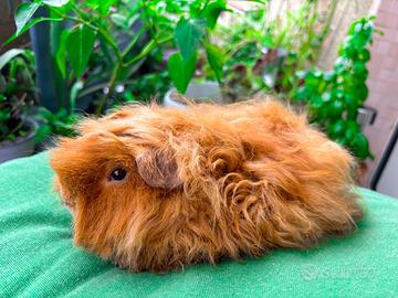 Porcellindi d'india razze pregiate