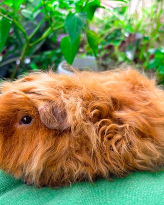 Porcellindi d'india razze pregiate