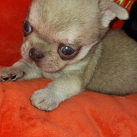 Chihuahua maschietto PC Pedigree