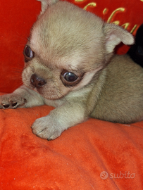 Chihuahua maschietto PC Pedigree