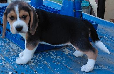 Beagle