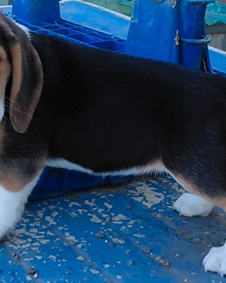 Beagle