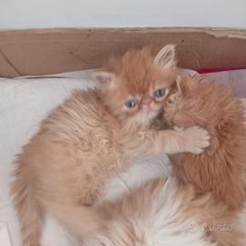 Gatti persiani