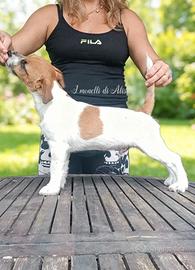 Maschio di Jack russell terrier con pedigree