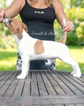 Maschio di Jack russell terrier con pedigree