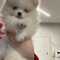 Cucciolo di pomerania