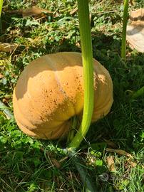 Zucche 10 semi