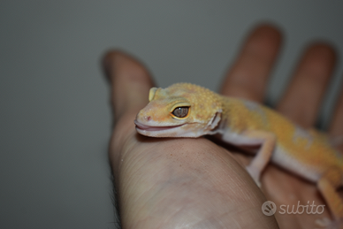Gechi leopardini