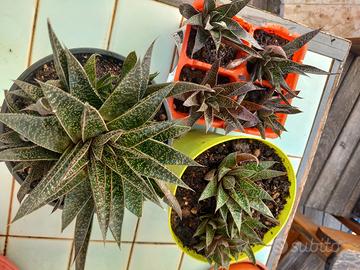 Piante succulente Gasteria