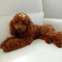 Disponibile per monta Barbone nano fulvo