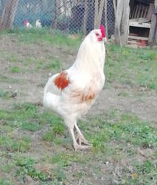 Giovane galletto razza araucana bianco e arancio