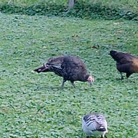 Tacchina nata ad aprile