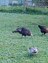 Tacchina nata ad aprile