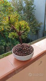 bonsai di pino mugo 