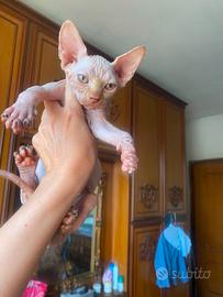 Gatti Sphynx cuccioli