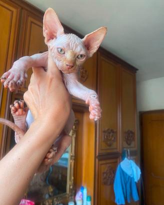Gatti Sphynx cuccioli