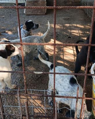 Cane da tartufo  cuccioli 