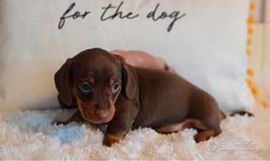 Cuccioli di bassotti cioccolato M e F