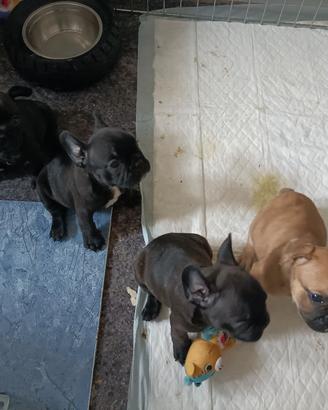 bulldog francesi esotici 